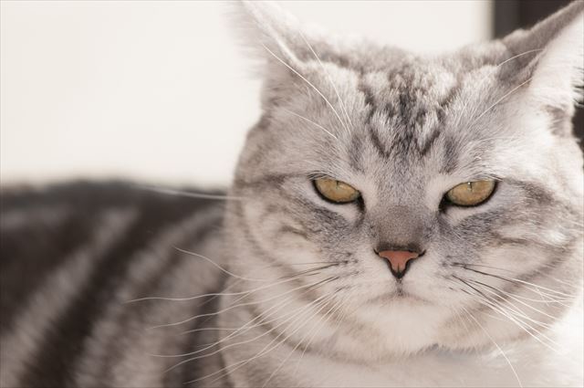 猫の巨大結腸症の症状と原因は?治療法は?慢性の便秘は要注意!